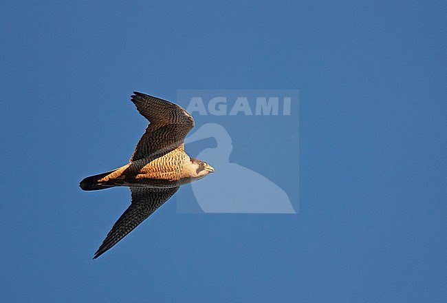 Peregrine (Falco peregrinus) Vaala Finland July 2017 stock-image by Agami/Markus Varesvuo,