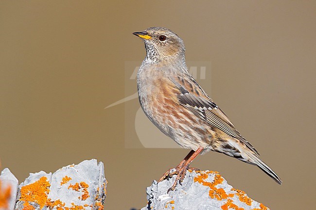 Alpine Accentor (Prunella collaris), side view of an adult perched on a rock, Trentino-Alto Adige, Italy stock-image by Agami/Saverio Gatto,