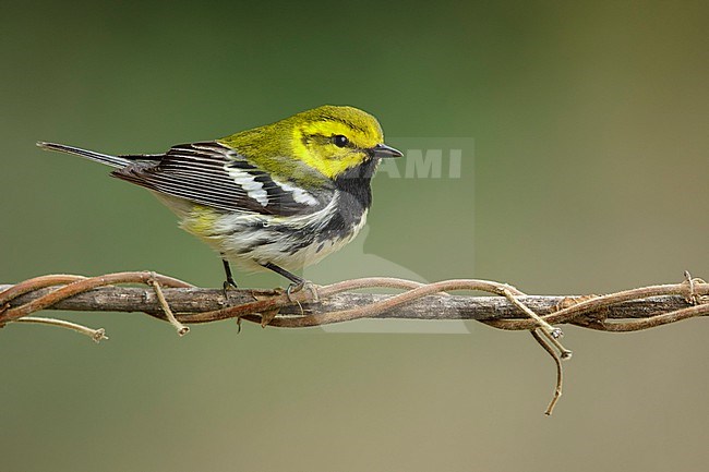 Adult male Black-throated Green Warbler, Setophaga virens
Galveston Co., TX stock-image by Agami/Brian E Small,