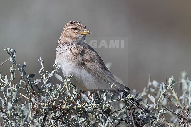 Kortteenleeuwerik; Lesser Short-toed LarK; Calandrella rufescens heinei stock-image by Agami/Daniele Occhiato,