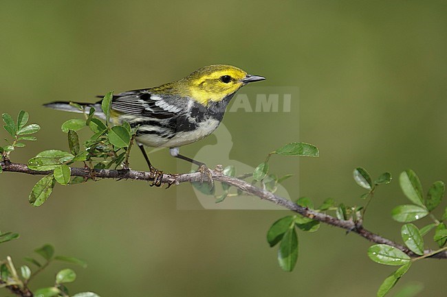 Adult male
Galveston Co., TX
April 2014 stock-image by Agami/Brian E Small,