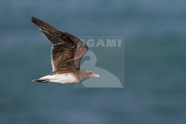 Sooty Gull - Hemprichmöwe - Larus hemprichii, Oman, 3rd cy stock-image by Agami/Ralph Martin,