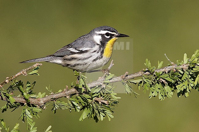 Adult 
Galveston Co., TX 
April 2010 stock-image by Agami/Brian E Small,