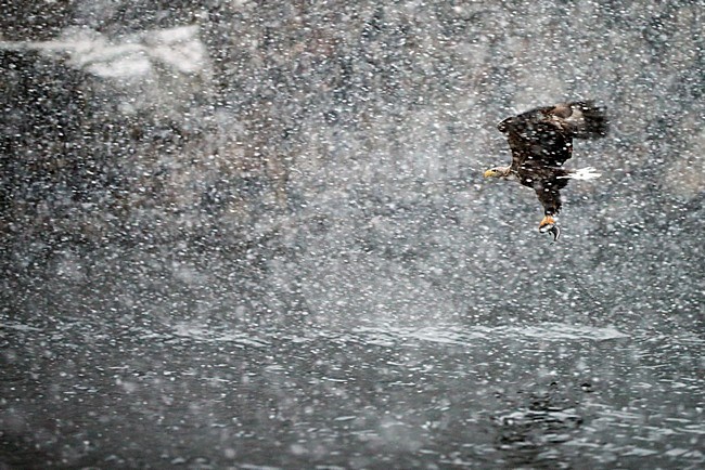 Zeearend adult vliegend in de sneeuw; White-tailed Eagle adult flying in the snow stock-image by Agami/Markus Varesvuo,