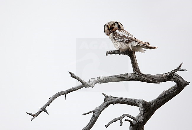 Sperweruil zittend op een tak; Northern Hawk Owl pecrhed on a branch stock-image by Agami/Markus Varesvuo,