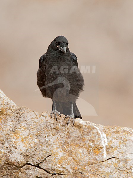 Jonge Raaf, Common Raven juvenile stock-image by Agami/Roy de Haas,