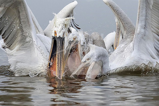 Dalmatian Pelican (Pelecanus crispus) feeding on fish on lake Kerkini in Greece. stock-image by Agami/Marcel Burkhardt,