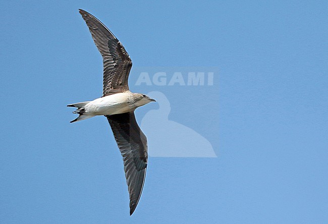 Juvenile Black-winged Pratincole, Glareola nordmanni in flight, seen from the side, showing under wing. stock-image by Agami/Fred Visscher,