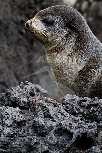 Subantarctische zeebeer op rotsen, Subantarctic Fur seal on rocks stock-image by Agami/Menno van Duijn,