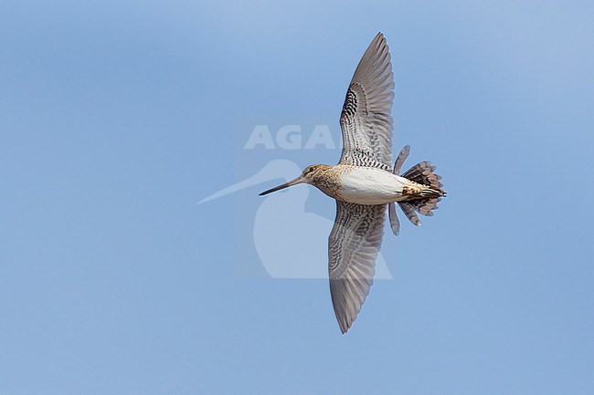 Common Snipe (Gallinago gallinago faeroeensis), adult drumming flight seen from below, Western Region, Iceland stock-image by Agami/Saverio Gatto,