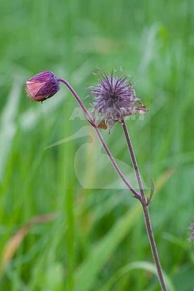 Knikkend Nagelkruid; Water Avens stock-image by Agami/Arnold Meijer,