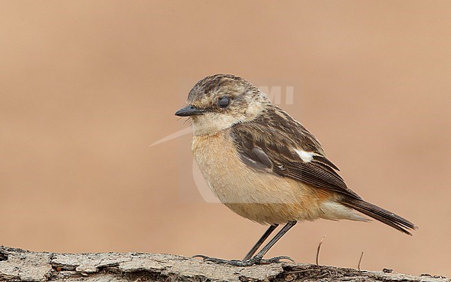 Female Stejneger's Stonechat (Saxicola stejnegeri) at Bahkplee, Thailand stock-image by Agami/Helge Sorensen,