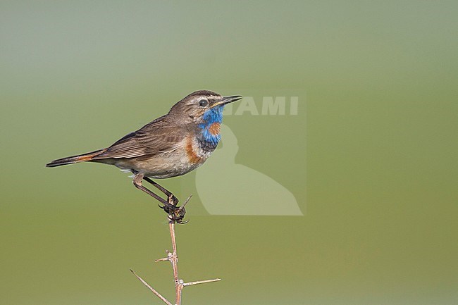 Red-spotted Bluethroat - Blaukehlchen - Cyanecula svecica ssp. pallidogularis, Kazakhstan, adult male stock-image by Agami/Ralph Martin,