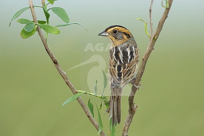 Nelson's Sparrow (Ammodramus nelsoni) perched in its breeding habitat, undisturbed marshes. stock-image by Agami/Brian E Small,