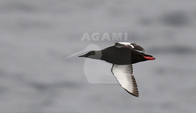 Arctic Black Guillemot (Cepphus grylle mandtii) at sea north of Spitsbergen. Summer plumaged adult in flight, seen from the side. stock-image by Agami/Laurens Steijn,