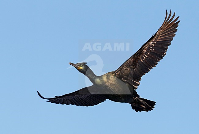 Volwassen Kuifaalscholver in de vlucht; Adult European Shag in flight stock-image by Agami/Markus Varesvuo,