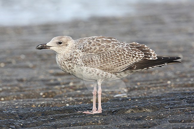 zilvermeeuw; Herring Gull stock-image by Agami/Chris van Rijswijk,