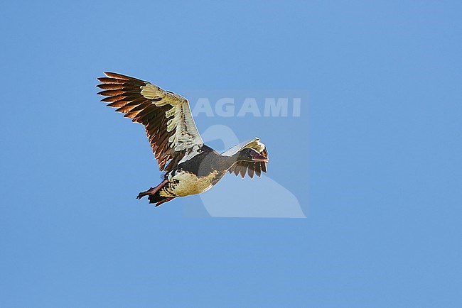 Spur-winged Goose (Plectropterus gambensis), single bird in flight, South Africa stock-image by Agami/Tomas Grim,