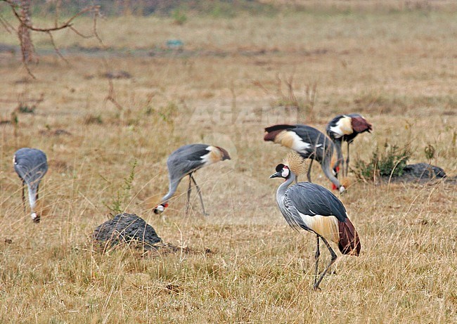 Grey crowned crane (Balearica regulorum gibbericeps) in Uganda. This is a beautiful species of crane with a head that has a crown of stiff golden feathers. stock-image by Agami/Pete Morris,