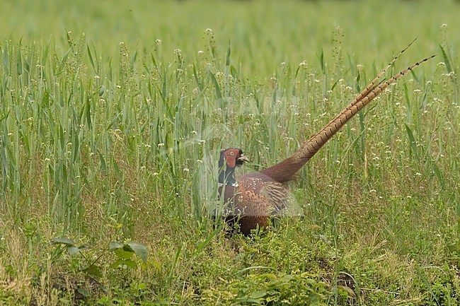 Mannetje Fazant; Male Common Pheasant stock-image by Agami/Han Bouwmeester,