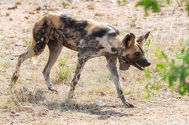 Wild Dog (Lycaon pictus), adult female with a tracking collar, Mpumalanga, South Africa stock-image by Agami/Saverio Gatto,