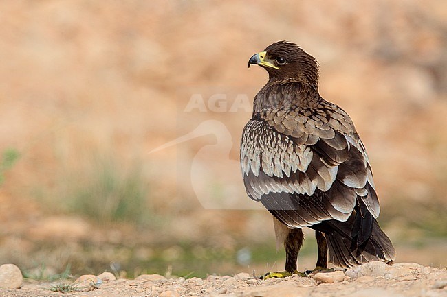 Greater Spotted Eagle, Juvenile standing on the ground, Salalah, Dhofar, Oman (Clanga clanga) stock-image by Agami/Saverio Gatto,