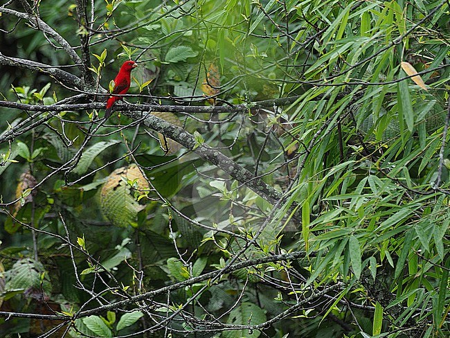 Male Scarlet finch (Carpodacus sipahi) in Northeast-India. stock-image by Agami/James Eaton,