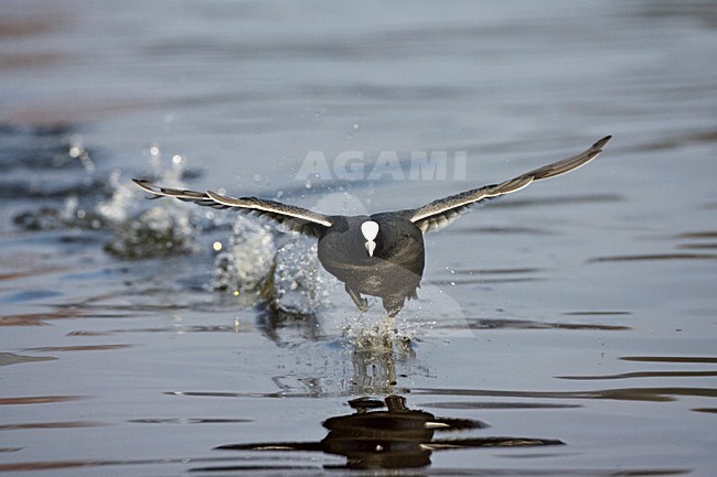 Meerkoet rennend over het water; Eurasian Coot running on the water stock-image by Agami/Marc Guyt,