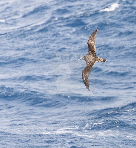 Streaked Shearwater (Calonectris leucomelas) in flight over the sea surface in the Pacific Ocean, south off Japan. stock-image by Agami/Marc Guyt,