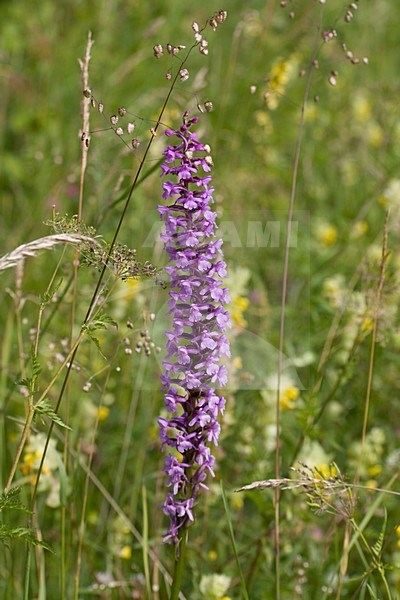 Grote muggenorchis; Fragrant Orchid stock-image by Agami/Arnold Meijer,