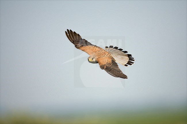 Mannetje Torenvalk in de vlucht; Male Common Kestrel in flight stock-image by Agami/Marc Guyt,