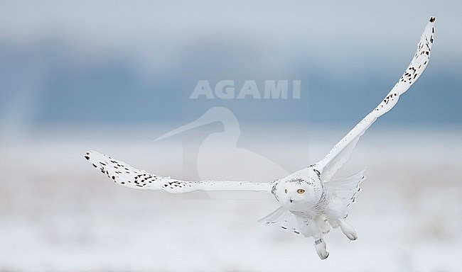 Female Snowy Owl (Bubo scandiaca) wintering in Ottawa, Canada. stock-image by Agami/Markus Varesvuo,