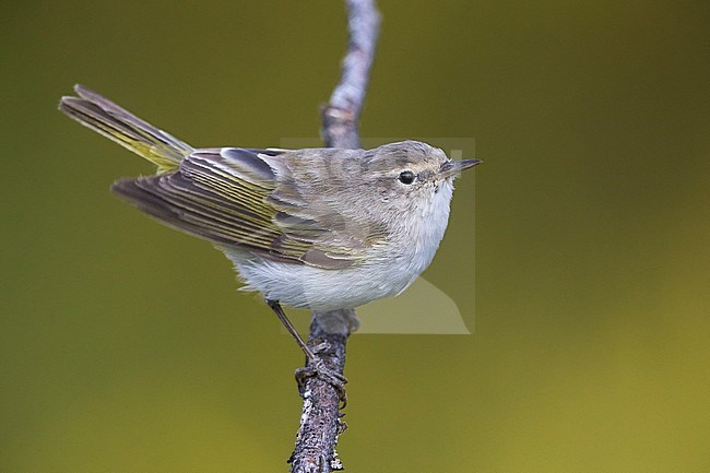 Westelijke Bergfluiter, Western Bonelli's Warbler stock-image by Agami/Daniele Occhiato,