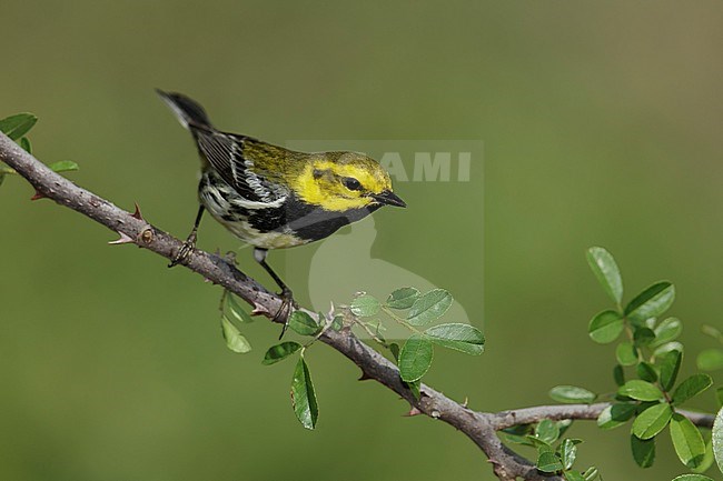 Adult male
Galveston Co., TX
April 2014 stock-image by Agami/Brian E Small,