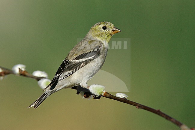 Adult male non-breeding
Kern Co., CA
March 2005 stock-image by Agami/Brian E Small,