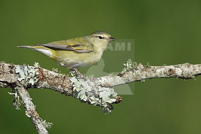 Adult female breeding
Galveston Co., TX
May 2017 stock-image by Agami/Brian E Small,