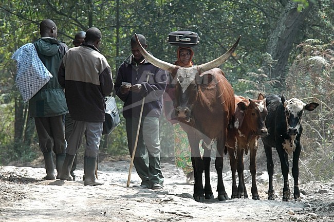 Koeien in Oeganda, Cows in Uganda stock-image by Agami/Roy de Haas,