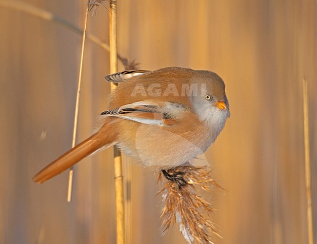 Bearded Tit female in reed; Baardman vrouw in riet stock-image by Agami/Markus Varesvuo,