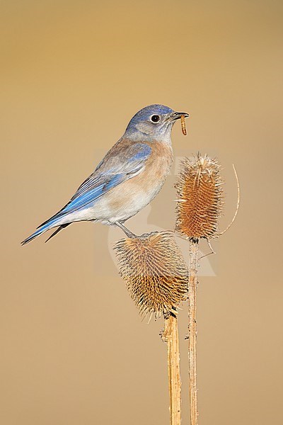 Adult male
Santa Barbara Co., CA
November 2022 stock-image by Agami/Brian E Small,