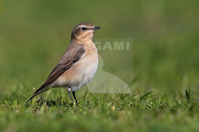 Vrouwtje Tapuit, Female Northern Wheatear stock-image by Agami/Daniele Occhiato,