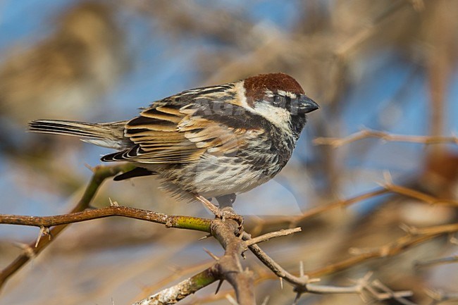 Mannetje Spaanse Mus; Spanish Sparrow male stock-image by Agami/Daniele Occhiato,