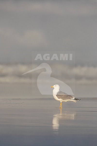 Yellow-legged Gull (Larus michahellis), side view of an adult standing on the shore, Campania, Italy stock-image by Agami/Saverio Gatto,