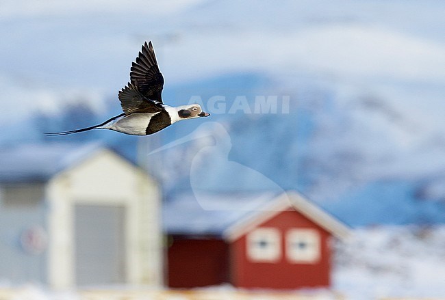 IJseenden in vlucht; Long-tailed Ducks in flight stock-image by Agami/Markus Varesvuo,