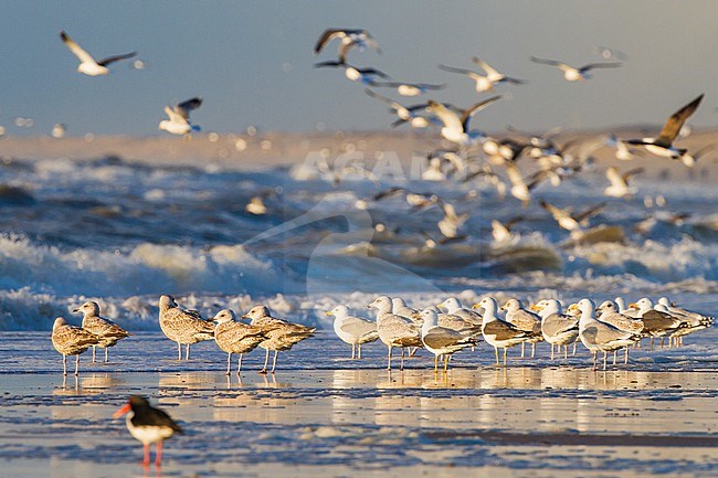 Herring Gull, Larus argentatus and Lesser Black-backed Gull, Larus fuscus foraging in the surf for shellfish stock-image by Agami/Menno van Duijn,