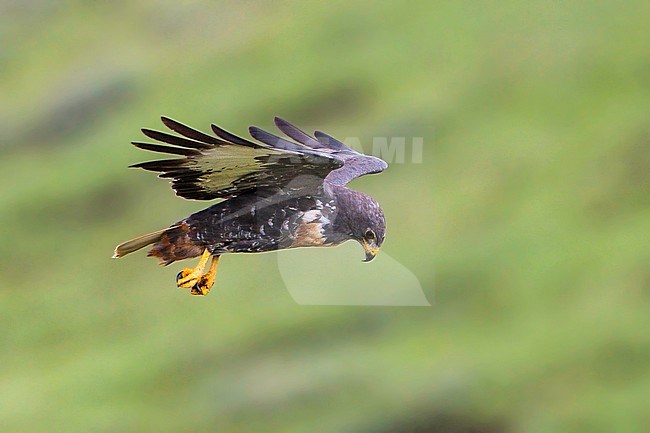 Jackal Buzzard (Buteo rufofuscus) hovering stock-image by Agami/Dubi Shapiro,