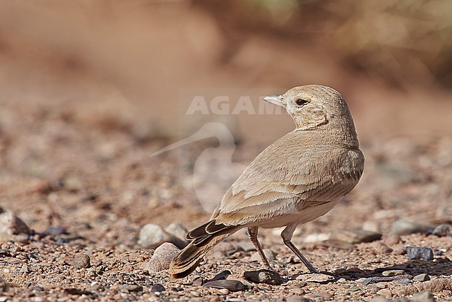 Bar-tailed Lark (Ammomanes cincrura) standing on the ground in Morocco. stock-image by Agami/Markus Varesvuo,