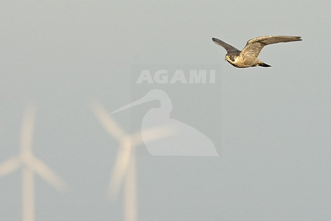 Slechtvalk vliegend; Peregrine Falcon flying stock-image by Agami/Han Bouwmeester,