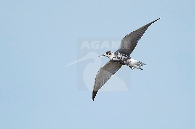 Adult non-breeding American Black Tern (Chlidonias niger surinamensis) in transition to breeding plumage at Galveston County, Texas, in spring. Flying overhead, seen from below. stock-image by Agami/Brian E Small,