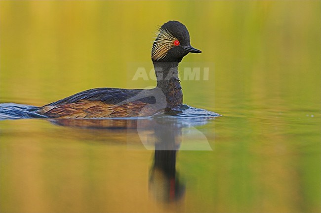 Geoorde Fuut volwassen zomerkleed zwemmend,Black-necked Grebe adult summerplumage swimming stock-image by Agami/Menno van Duijn,