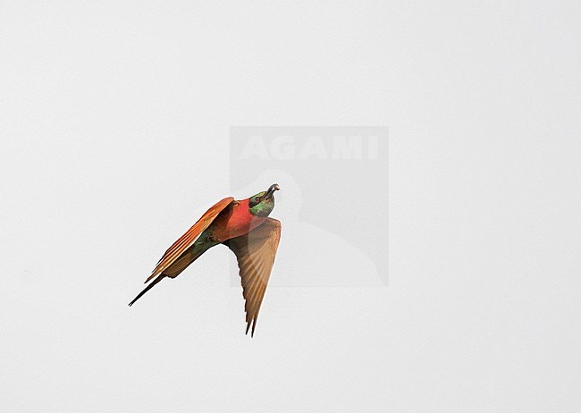 Northern Carmine Bee-eater (Merops nubicus) in Cameroon. stock-image by Agami/Pete Morris,